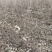 多季梅苗四季玫瑰建圃苗工程苗建圃绿化苗多季梅二年苗