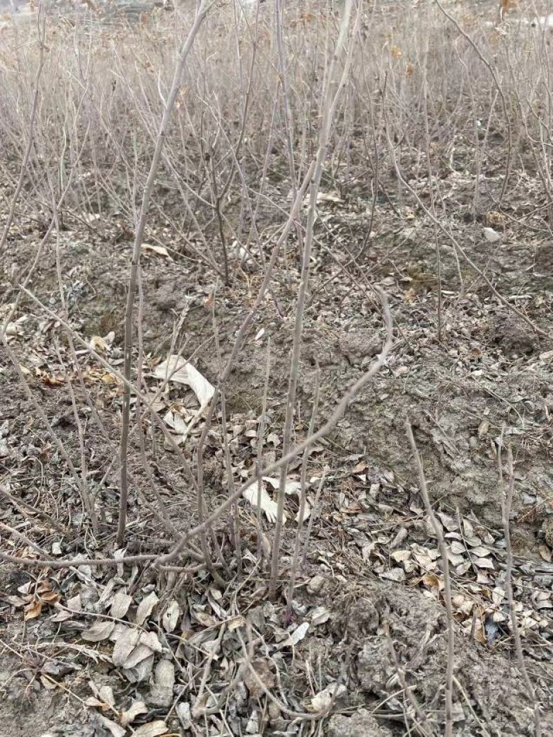 多季梅苗四季玫瑰建圃苗工程苗建圃绿化苗多季梅二年苗