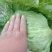球生菜