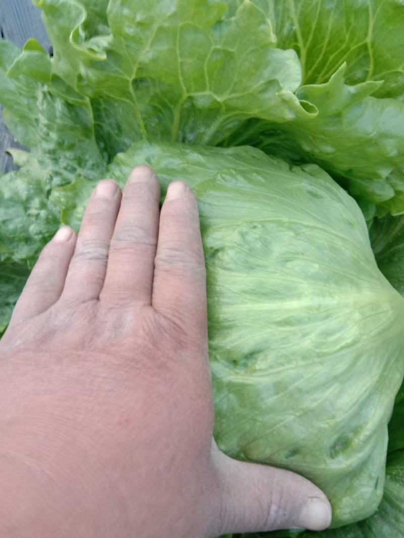 球生菜