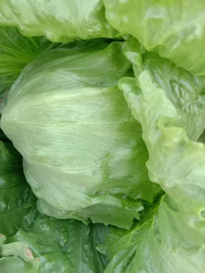 球生菜