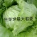 球生菜