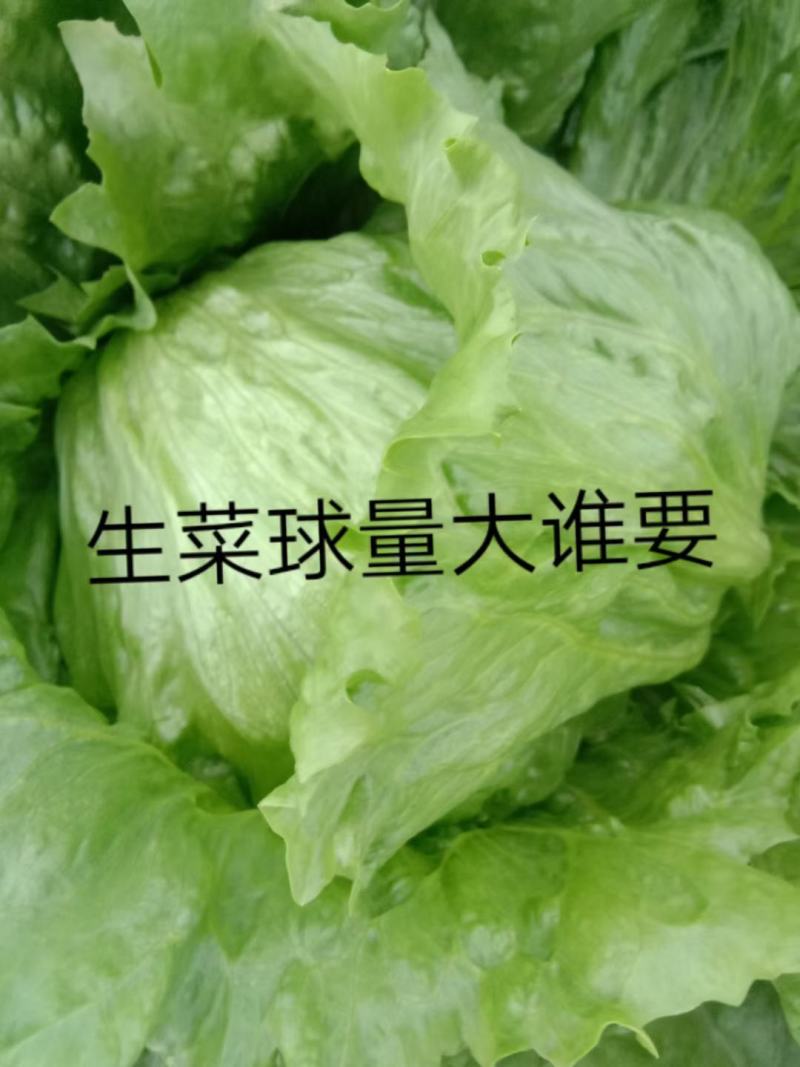 球生菜