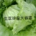 球生菜