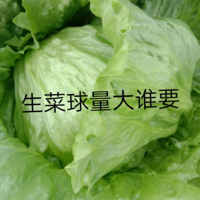 球生菜