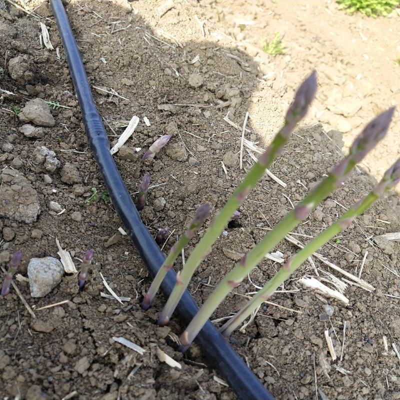 百亩芦笋基地，春笋开始大量上市，支持预定，保质保量