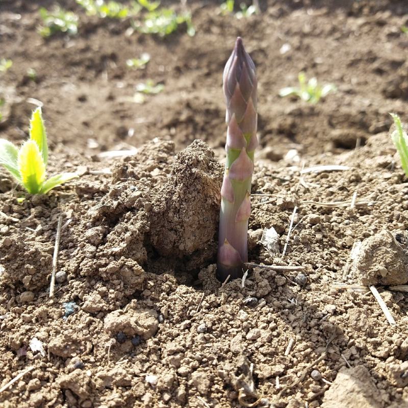 百亩芦笋基地，春笋开始大量上市，支持预定，保质保量
