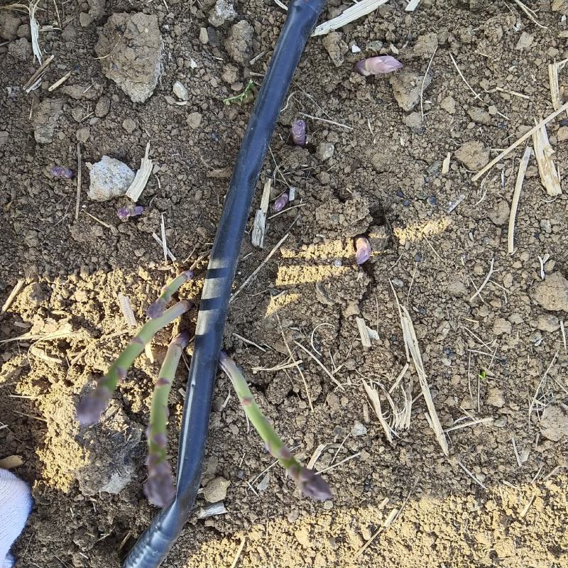 百亩芦笋基地，春笋开始大量上市，支持预定，保质保量