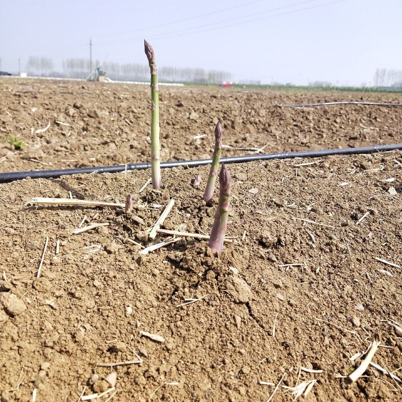 百亩芦笋基地，春笋开始大量上市，支持预定，保质保量
