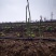 百亩芦笋基地，春笋开始大量上市，支持预定，保质保量