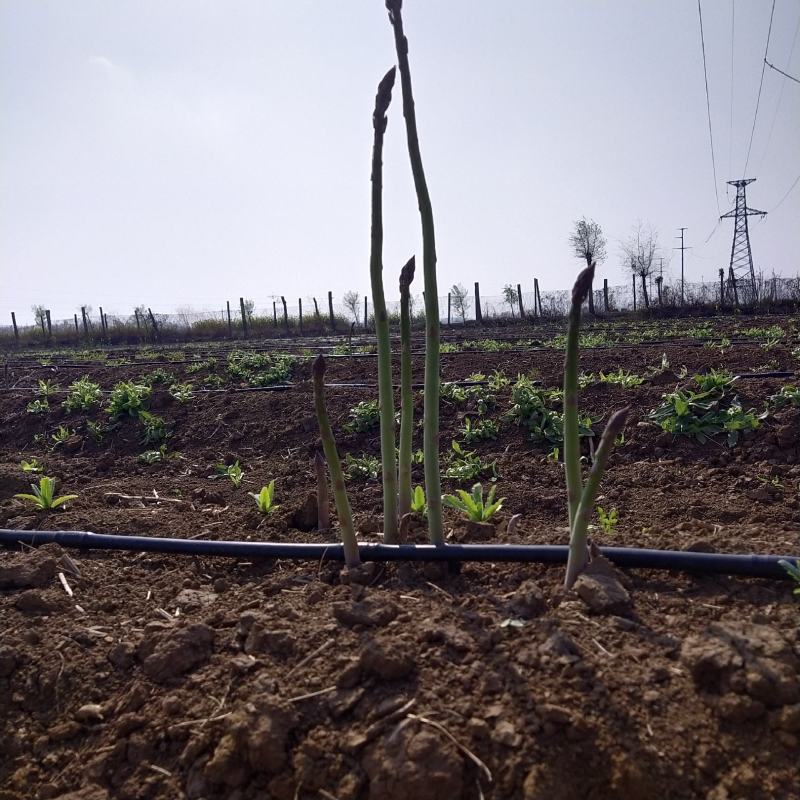百亩芦笋基地，春笋开始大量上市，支持预定，保质保量