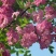 西安香花槐10公分11公分12公分多种规格交通便利