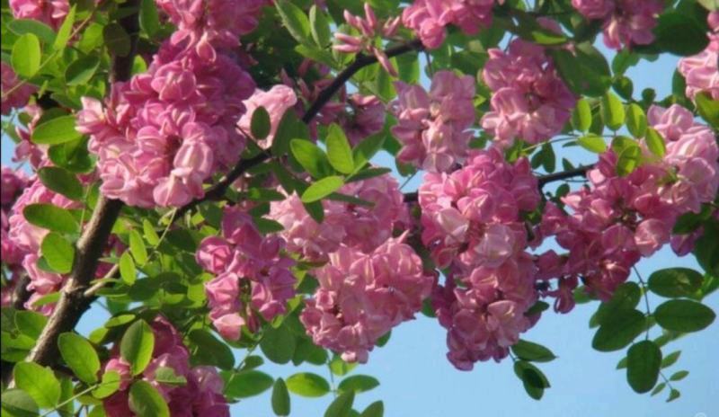 西安香花槐10公分11公分12公分多种规格交通便利