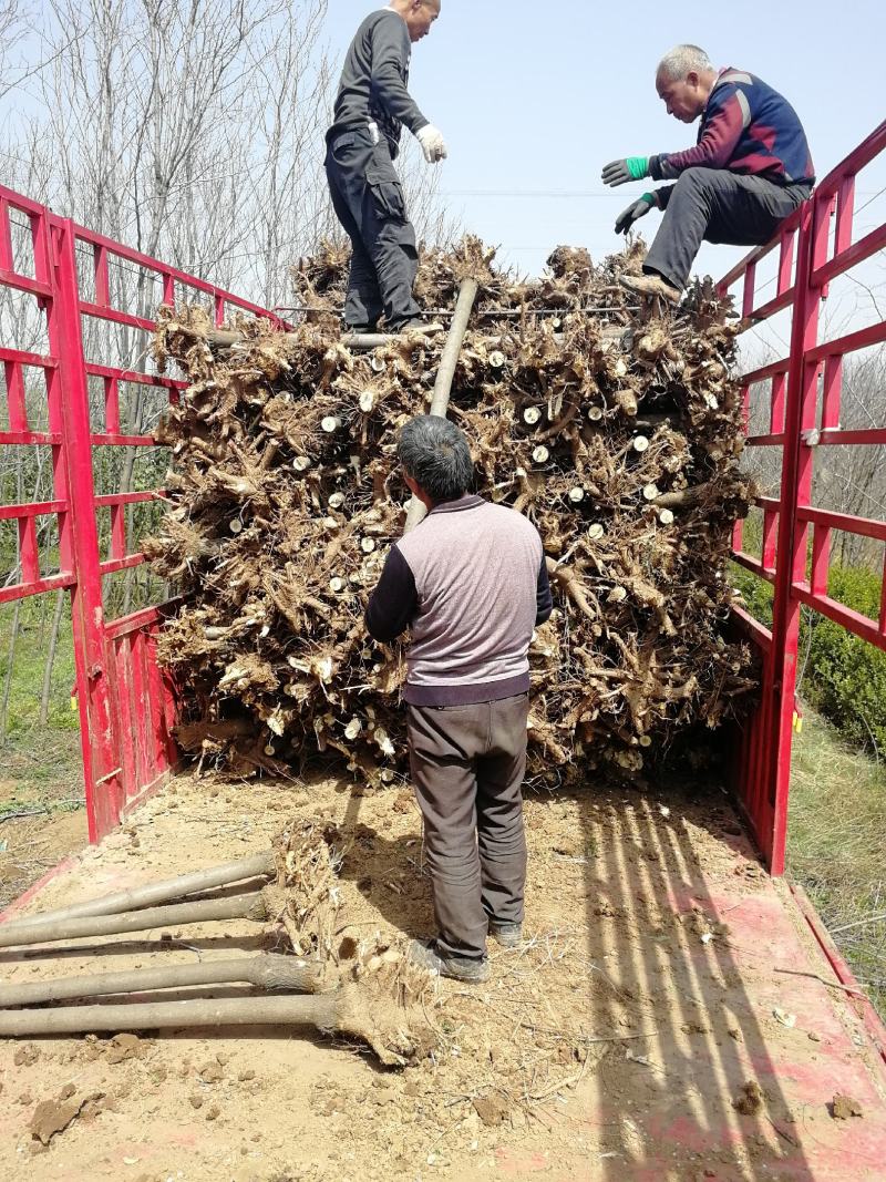西安香花槐10公分11公分12公分多种规格交通便利