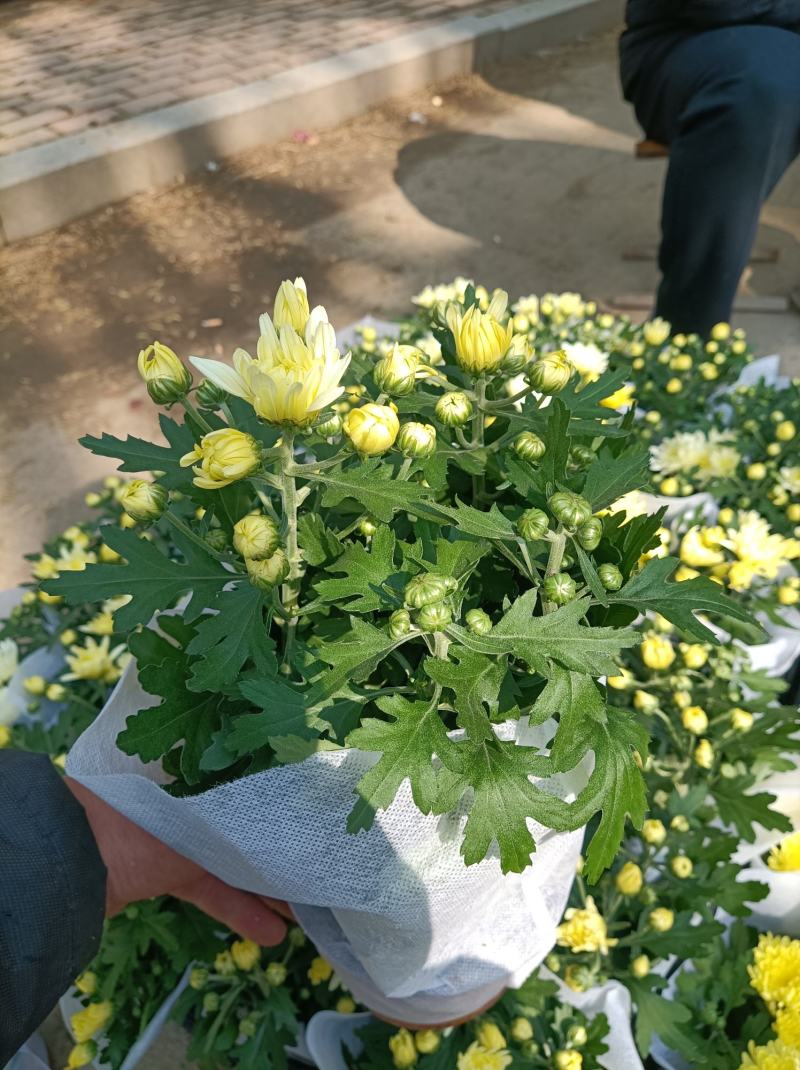 荷兰菊基地直发货品种齐全色泽鲜艳