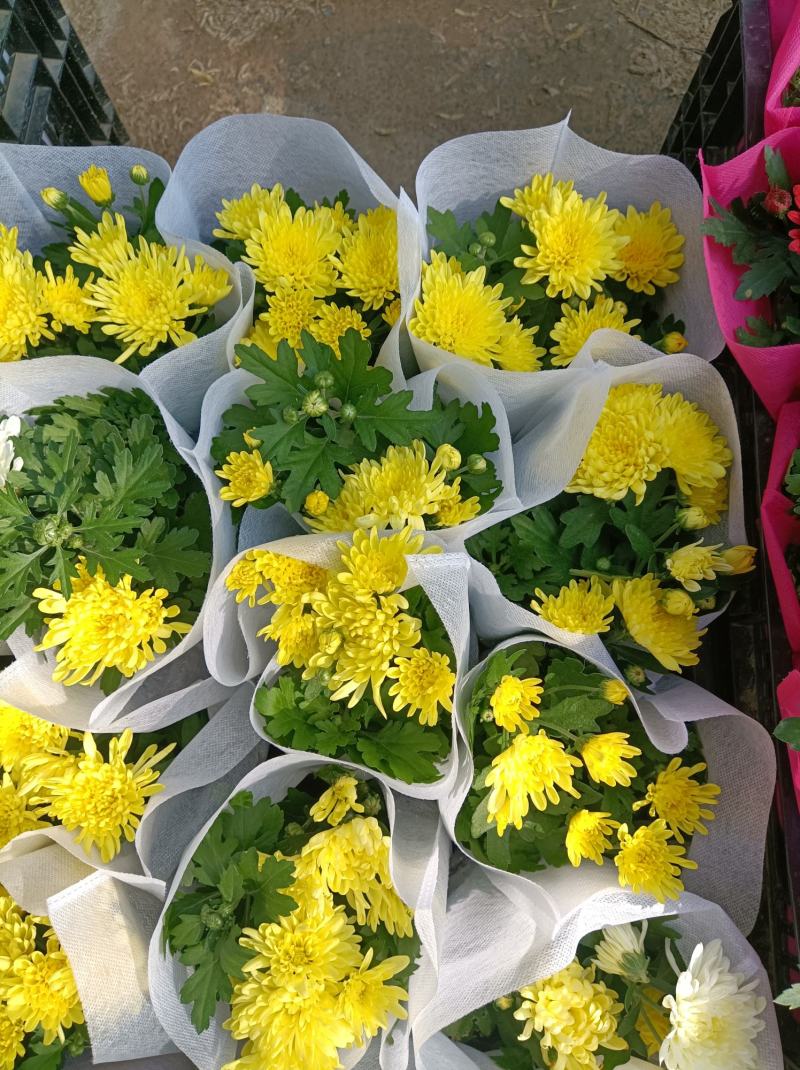 荷兰菊基地直发货品种齐全色泽鲜艳