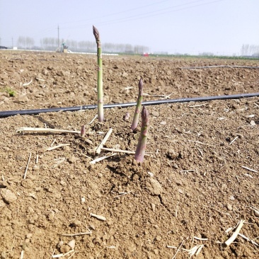 百亩芦笋基地，春笋开始大量上市，支持预定，保质保量