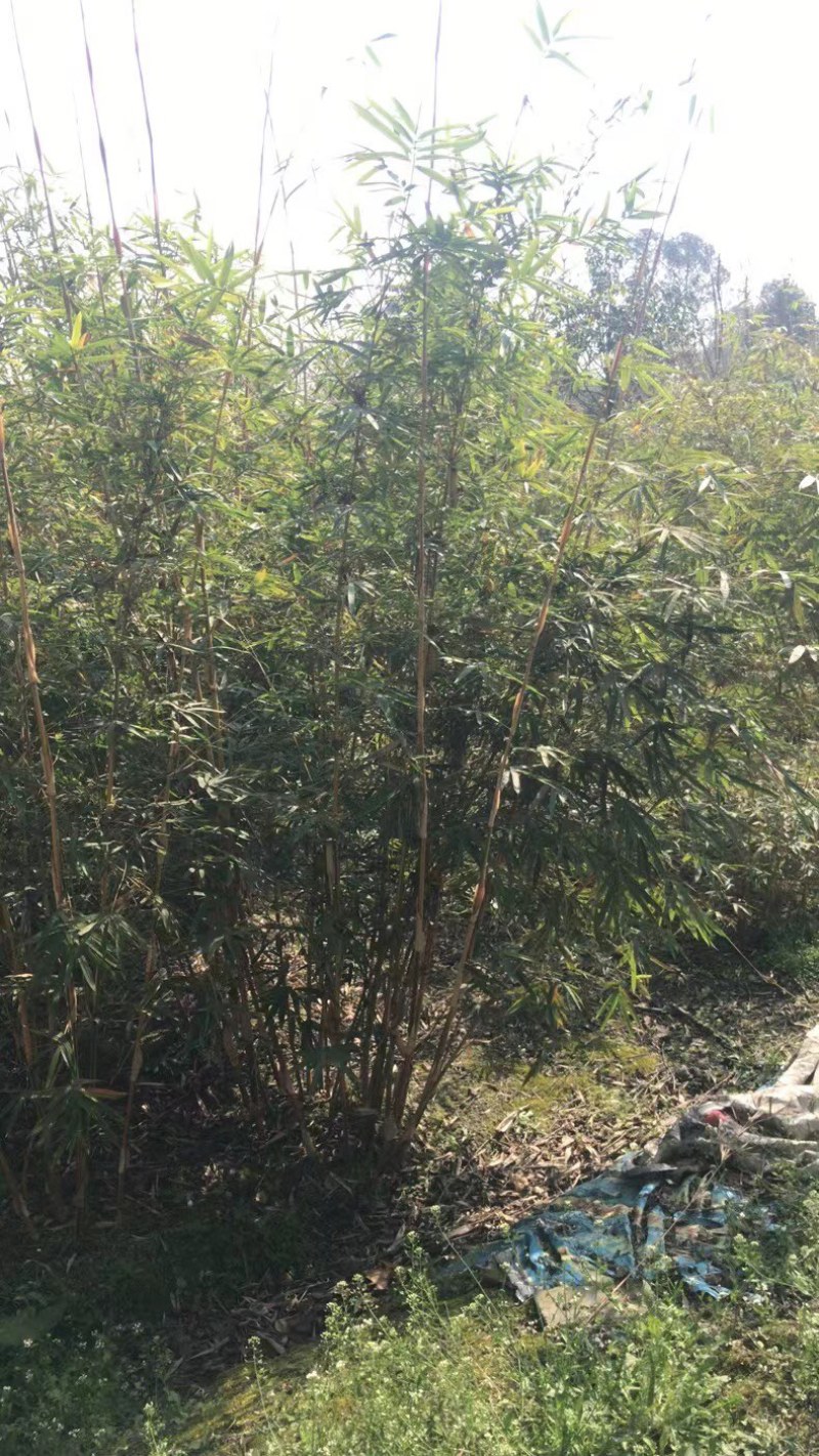 琴丝竹，成都郫县琴丝竹货源充足，诚信经营，琴丝竹价格