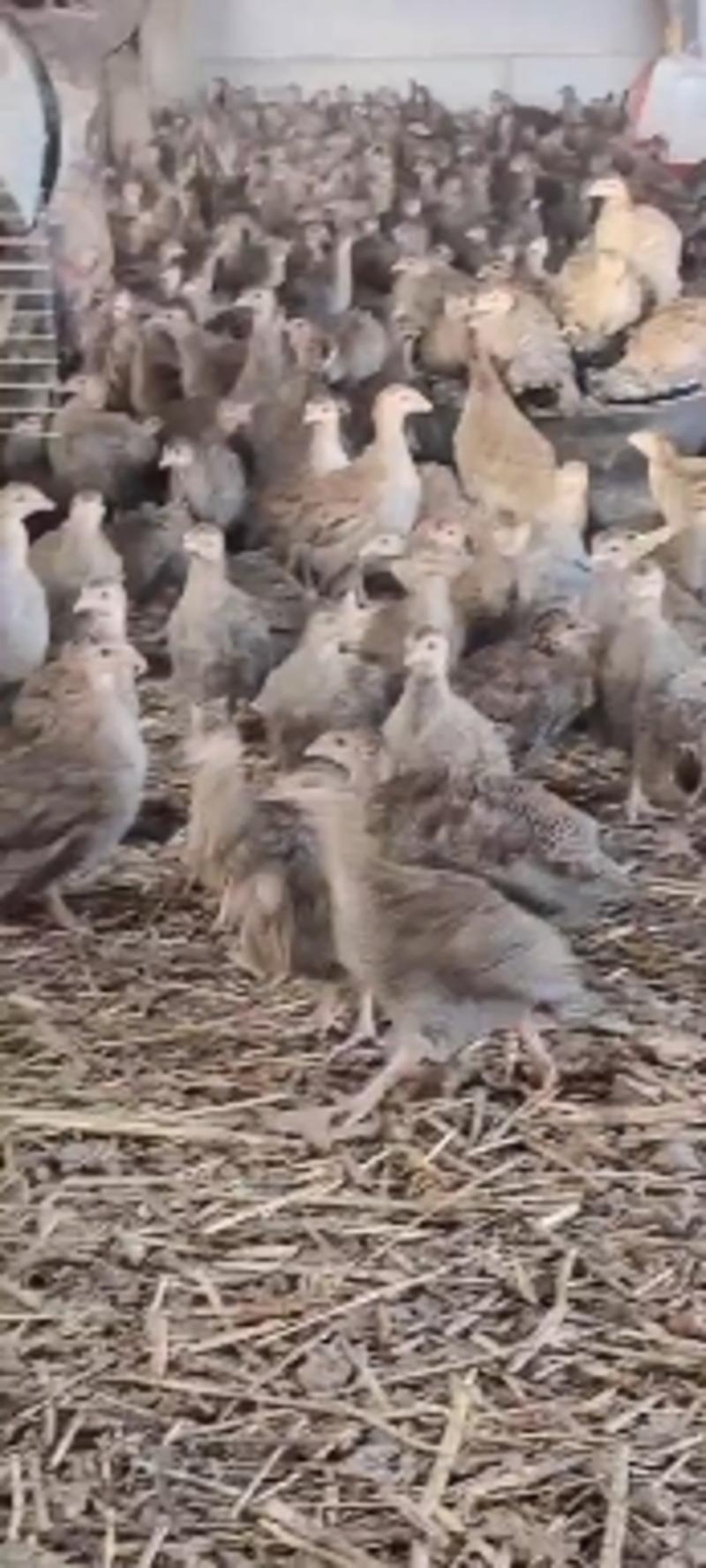 珍珠鸡养殖场现货供应脱温珍珠鸡苗厂家直销量大从优