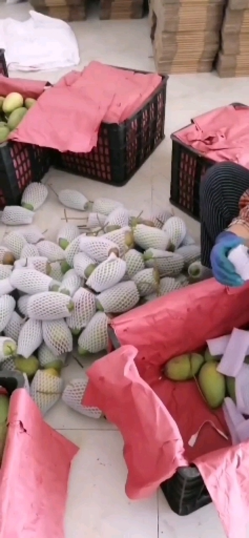 你来不了我帮你一件代发我就在产地
