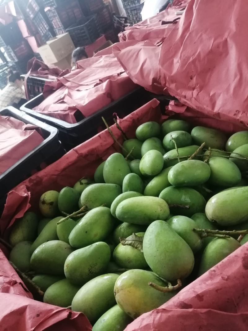 你来不了我帮你一件代发我就在产地