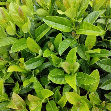 欧洲荚蒾欧洲荚蒾杯苗云南基地直供一手货源