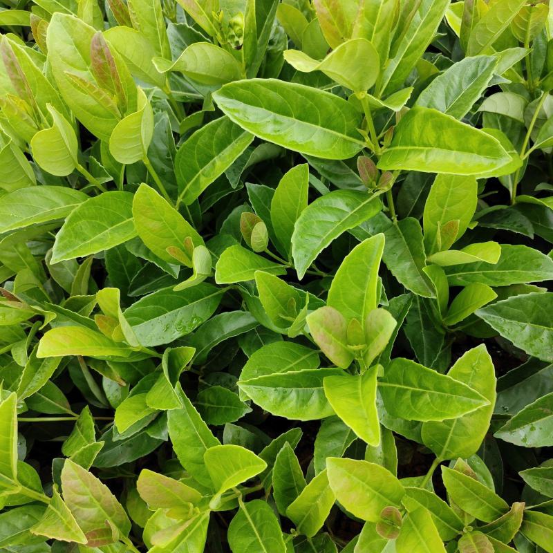 欧洲荚蒾欧洲荚蒾杯苗云南基地直供一手货源