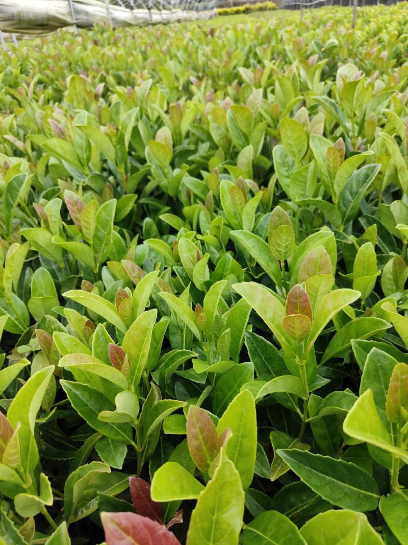 欧洲荚蒾欧洲荚蒾杯苗云南基地直供一手货源