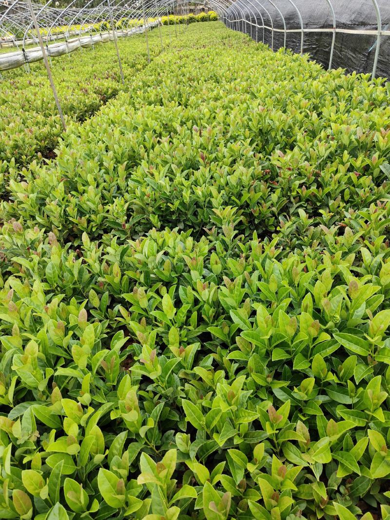 欧洲荚蒾欧洲荚蒾杯苗云南基地直供一手货源