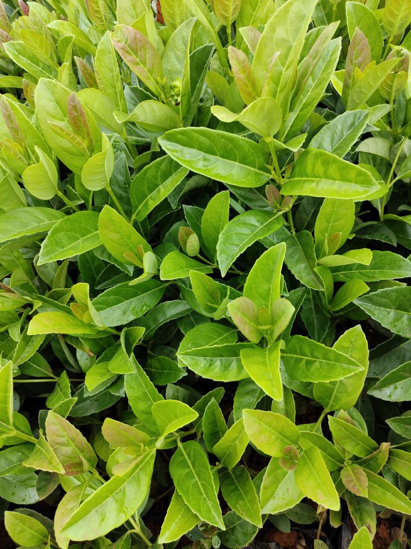 欧洲荚蒾欧洲荚蒾杯苗云南基地直供一手货源