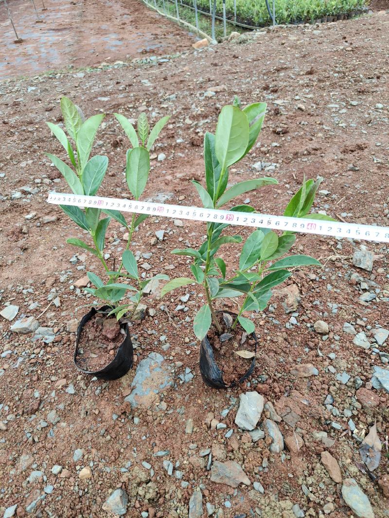 欧洲荚蒾欧洲荚蒾杯苗云南基地直供一手货源
