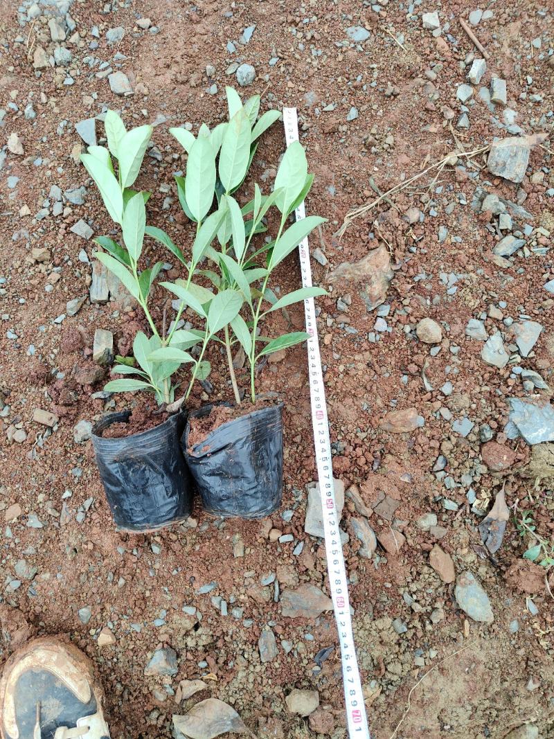 欧洲荚蒾欧洲荚蒾杯苗云南基地直供一手货源