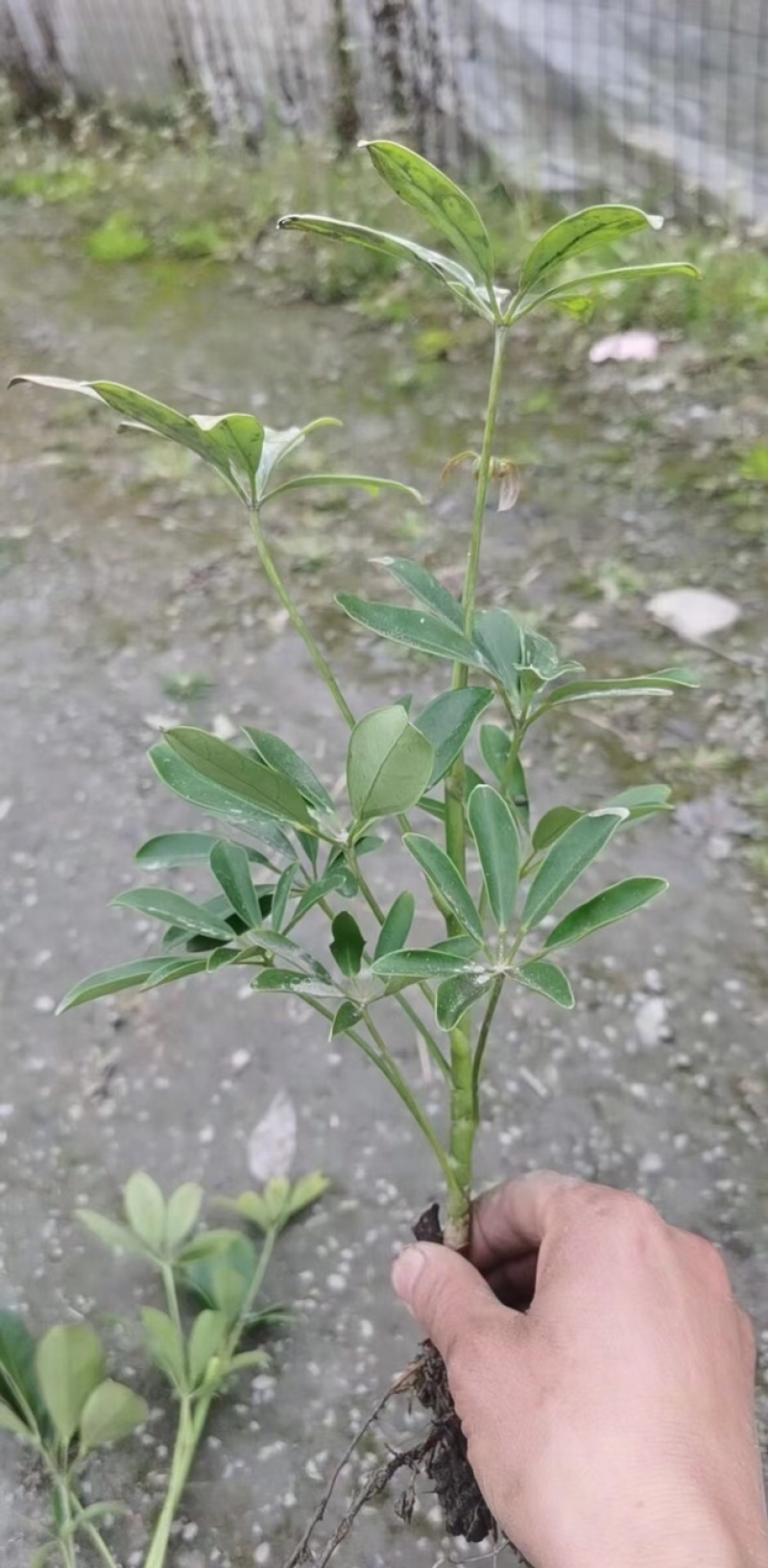 鸭脚木成都基地货源，鸭脚木杯苗价格，鸭脚木地苗