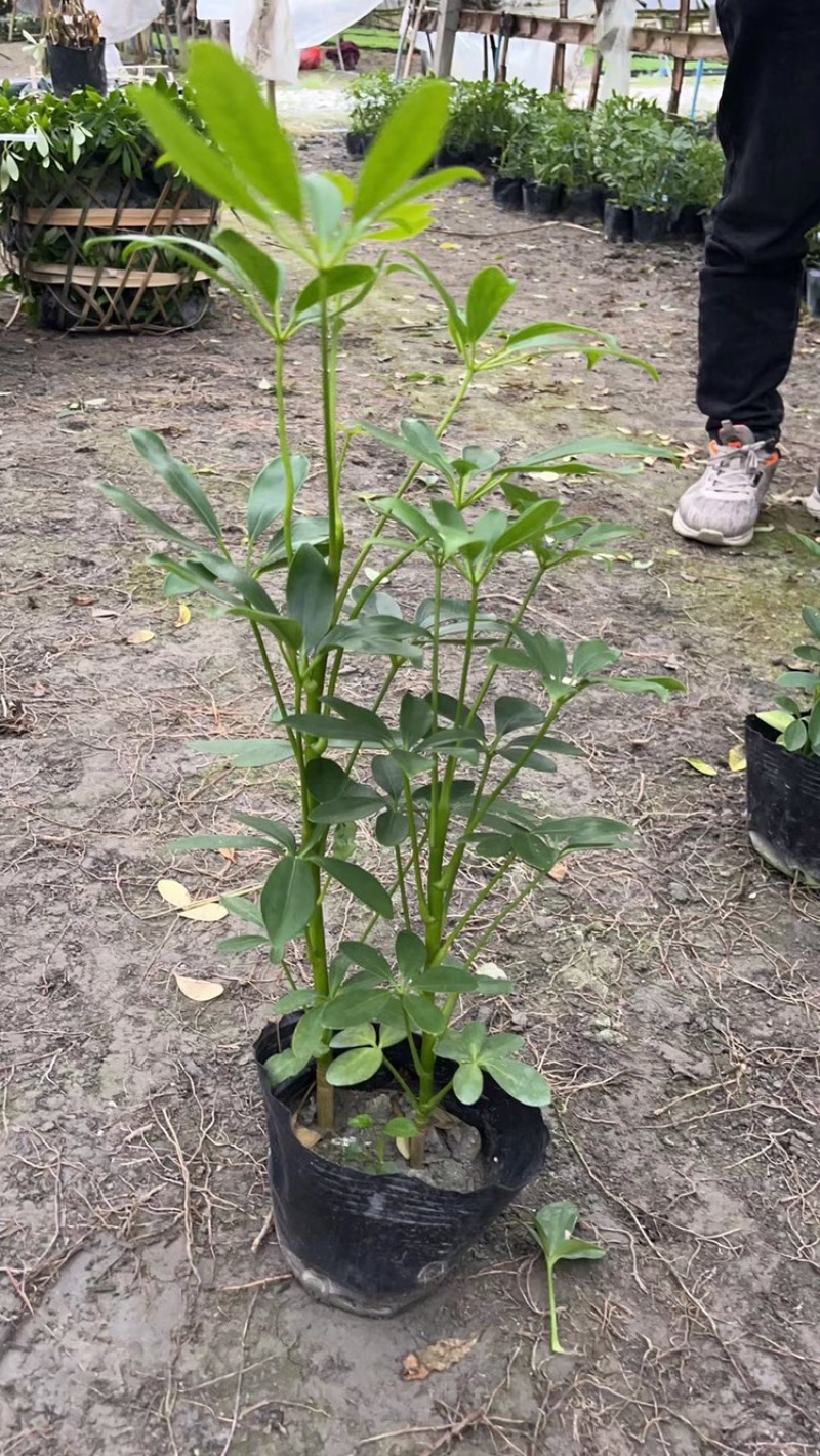 鸭脚木成都基地货源，鸭脚木杯苗价格，鸭脚木地苗