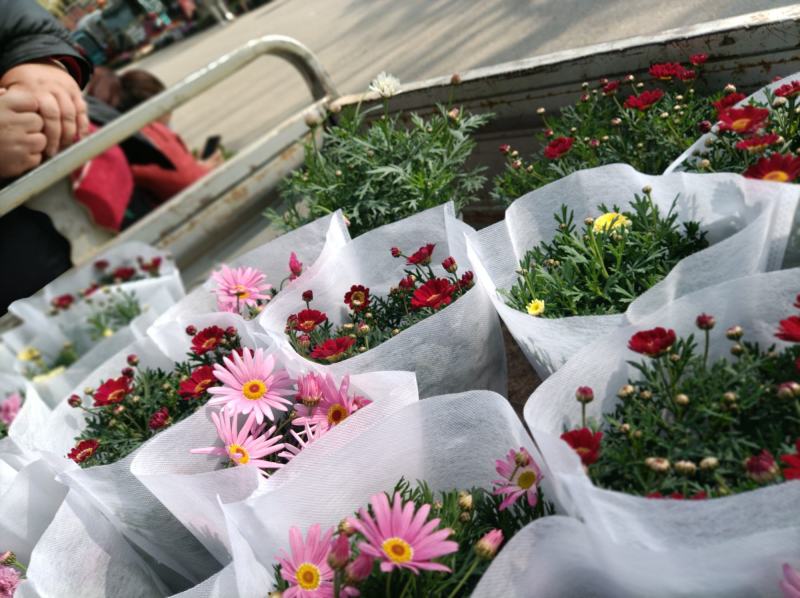 玛格丽特菊基地自产直发货颜色多品相好量大优惠