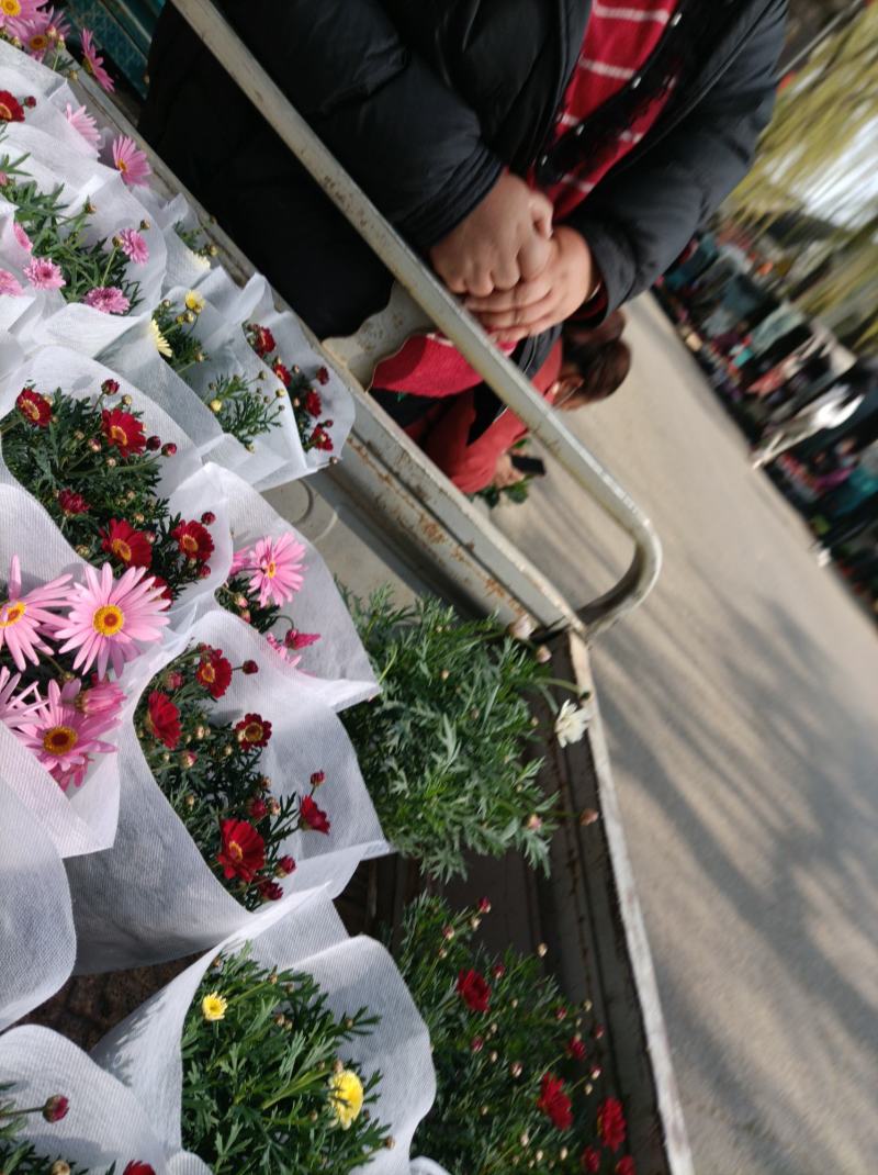 玛格丽特菊基地自产直发货颜色多品相好量大优惠