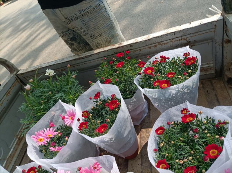 玛格丽特菊基地自产直发货颜色多品相好量大优惠