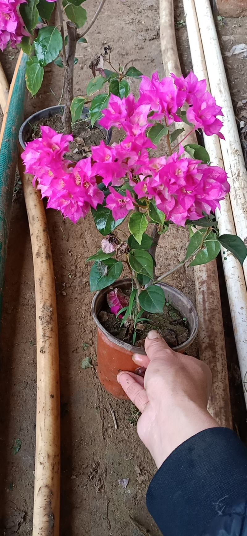 三角梅花/多种颜色/品相优/基地发货/大量出货量大优惠