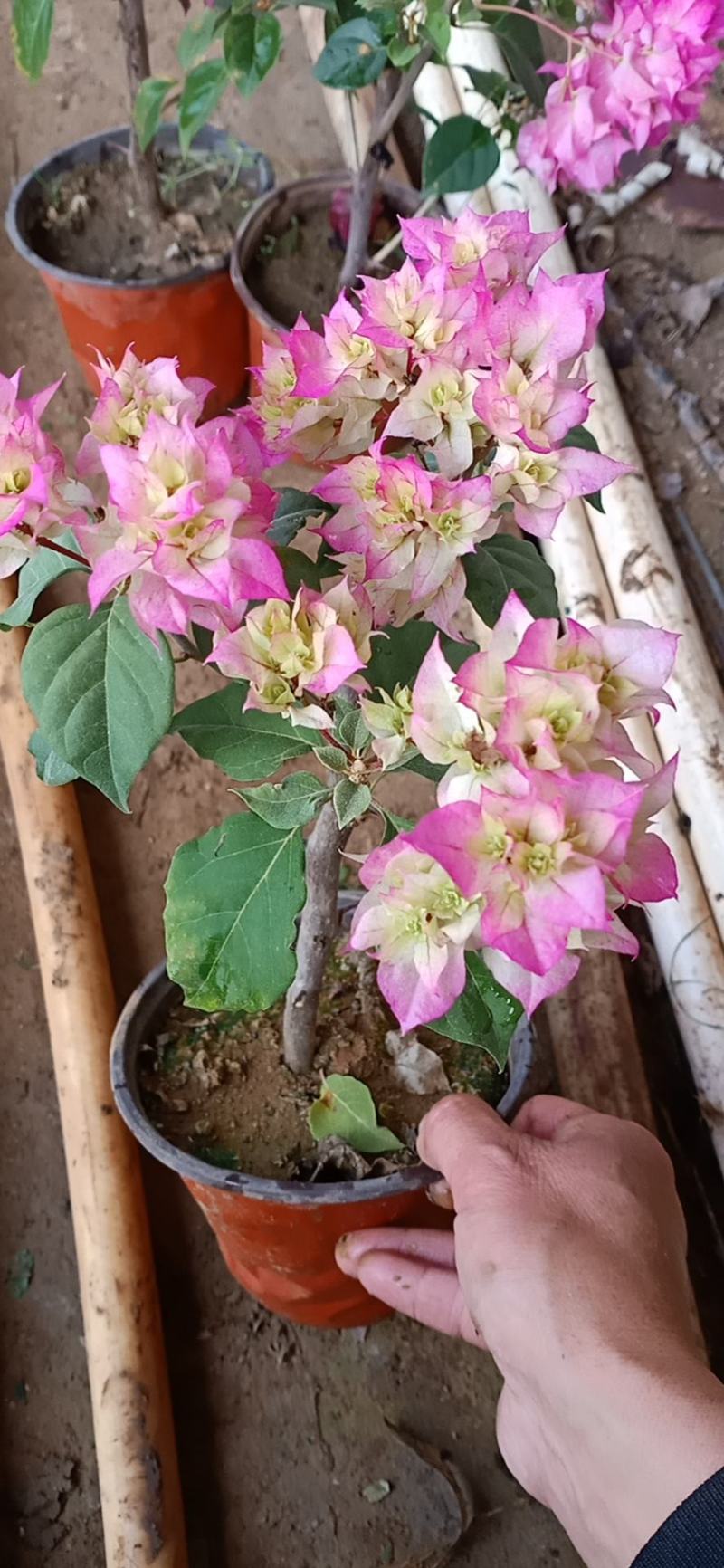三角梅花/多种颜色/品相优/基地发货/大量出货量大优惠