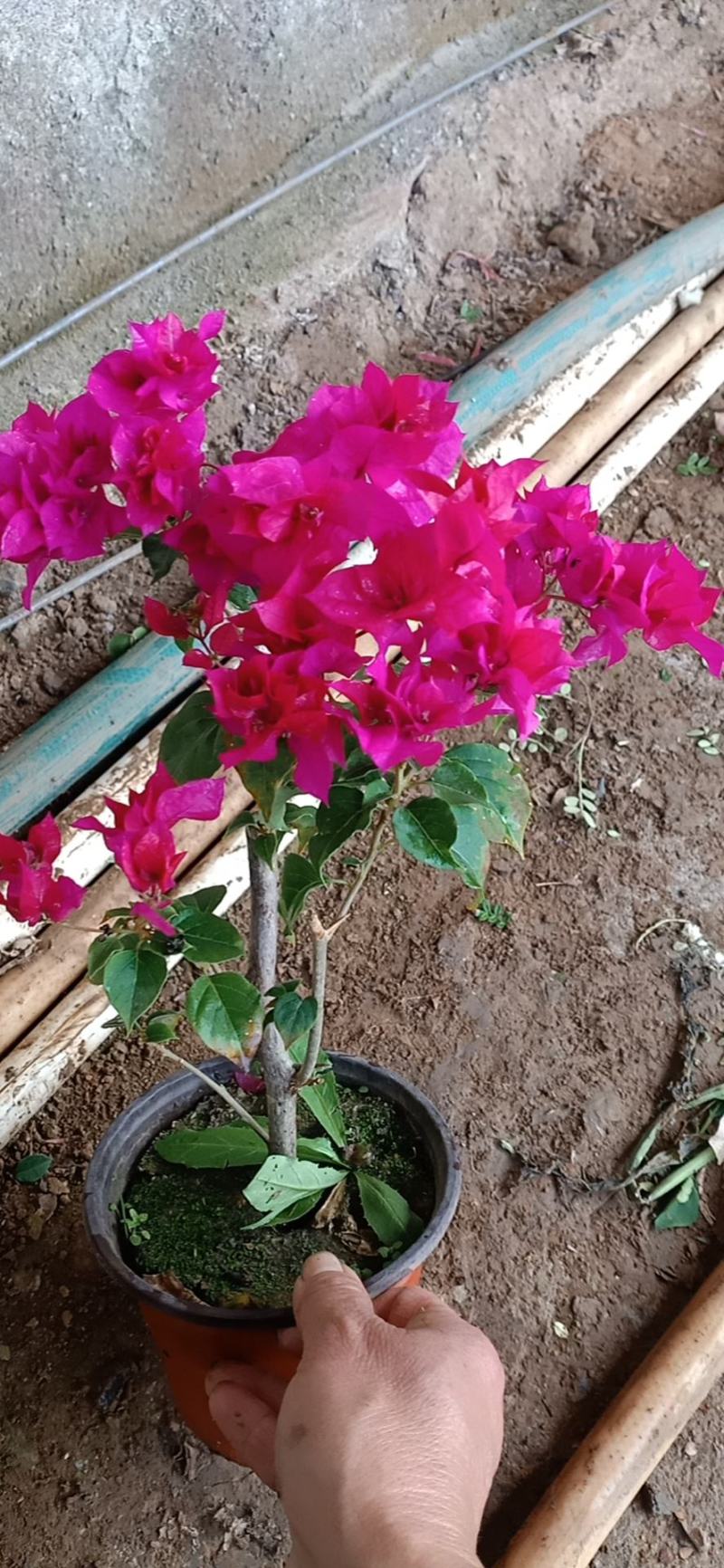 三角梅花/多种颜色/品相优/基地发货/大量出货量大优惠