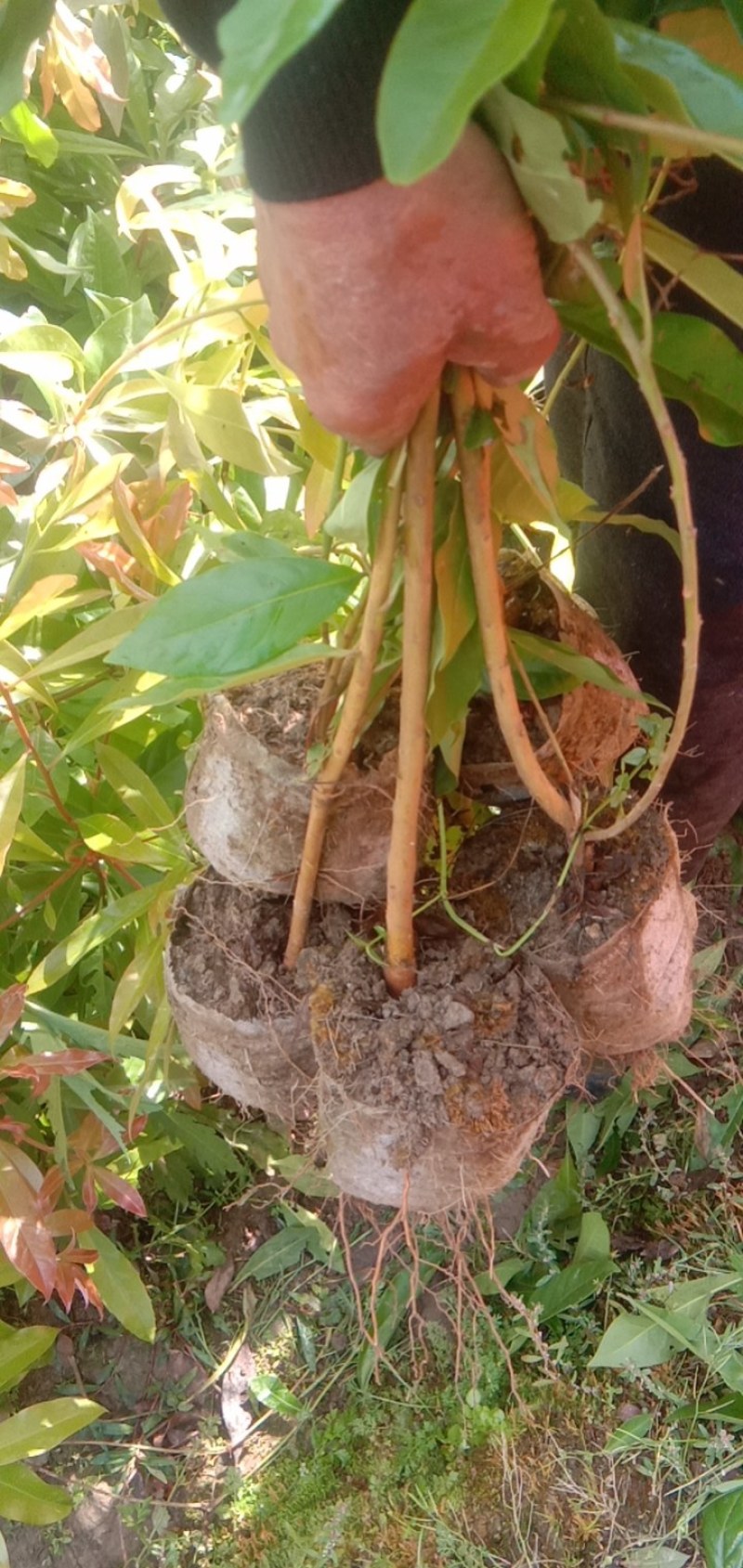 福建三明地区长期出售各种规格木荷无纺布袋苗