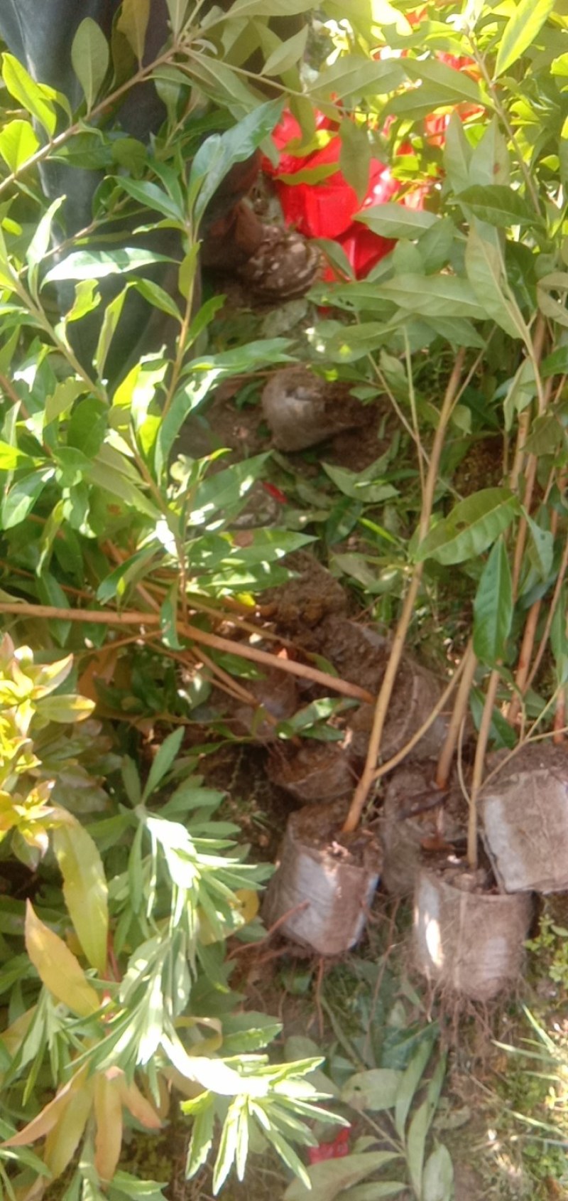 福建三明地区长期出售各种规格木荷无纺布袋苗