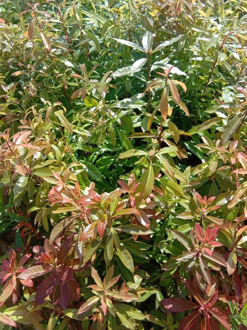 福建三明地区长期出售各种规格木荷无纺布袋苗