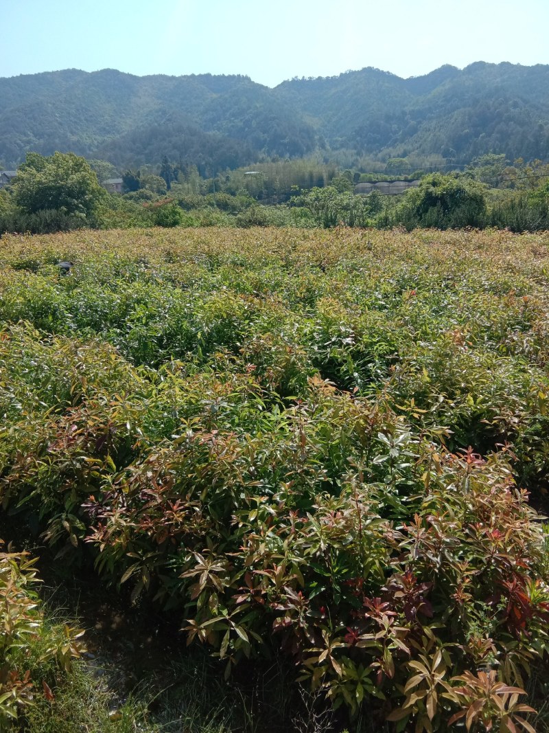 福建三明地区长期出售各种规格木荷无纺布袋苗
