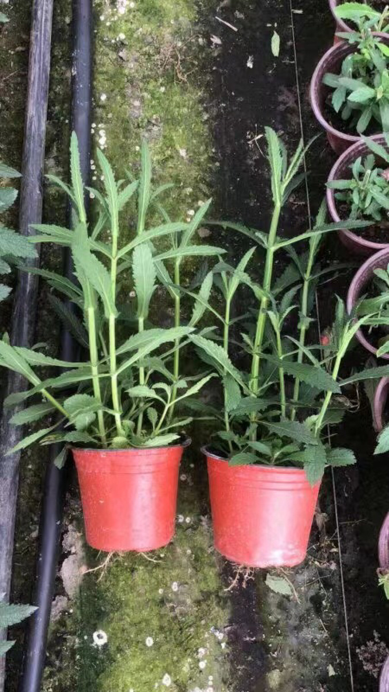 马鞭草杯苗大小杯苗马鞭草高度冠幅咨询我量大从优