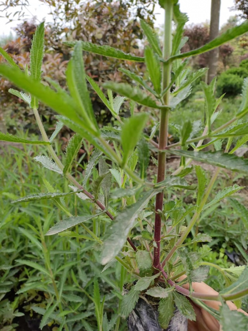 马鞭草杯苗大小杯苗马鞭草高度冠幅咨询我量大从优