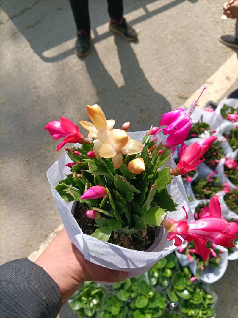 蟹爪兰/基地自产直发/品相优/颜色齐全/价格实惠