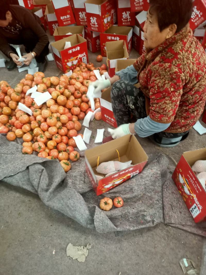 海阳普罗旺斯大西红柿大量上市欢迎代收代发社区团购和落地配