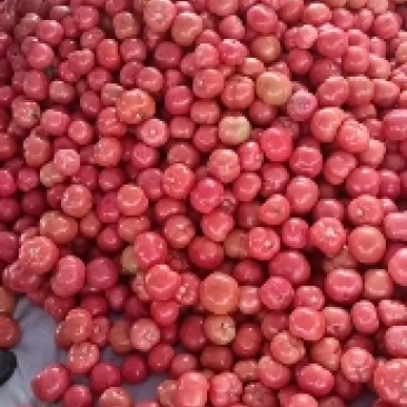 安阳滑县西红柿硬粉西红柿番茄大量上市，欢迎咨询