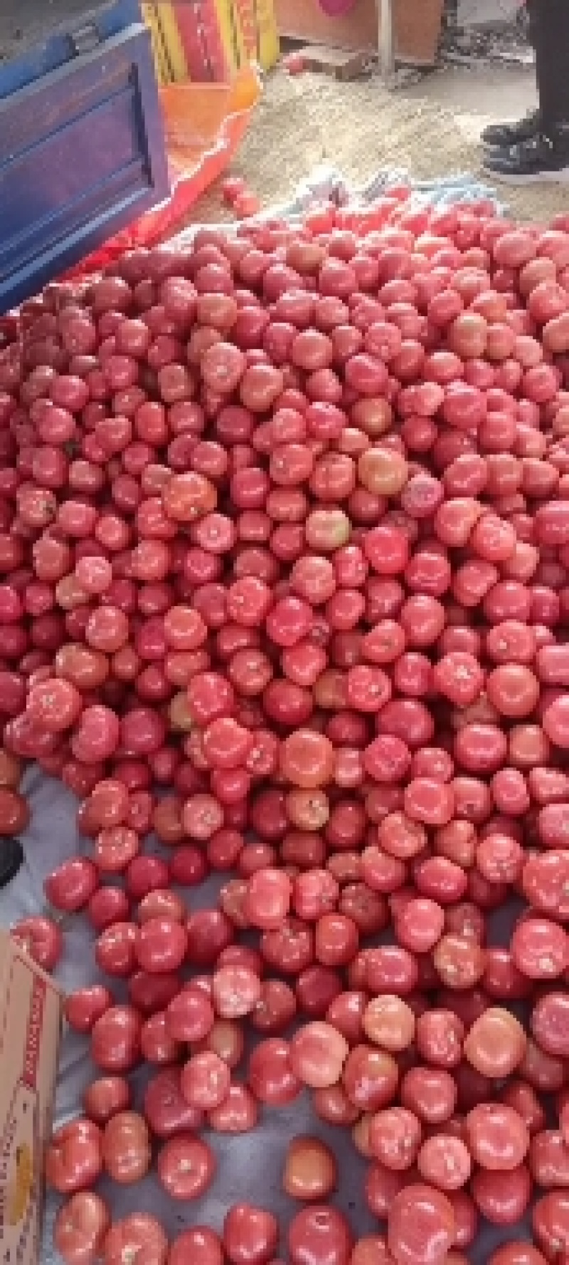 安阳滑县西红柿硬粉西红柿番茄大量上市，欢迎咨询